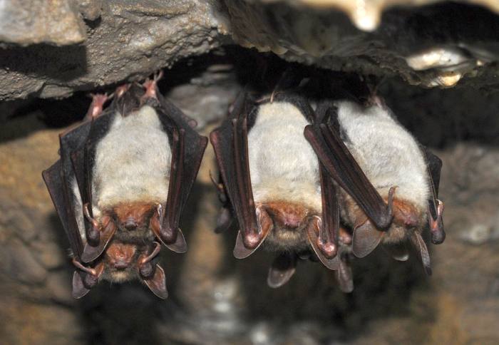 Летучие мыши, вампиры в пещере, фото фотография рукокрылые