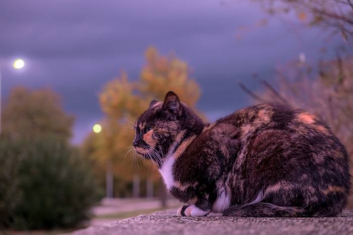 Кошка на улице, фото фотография