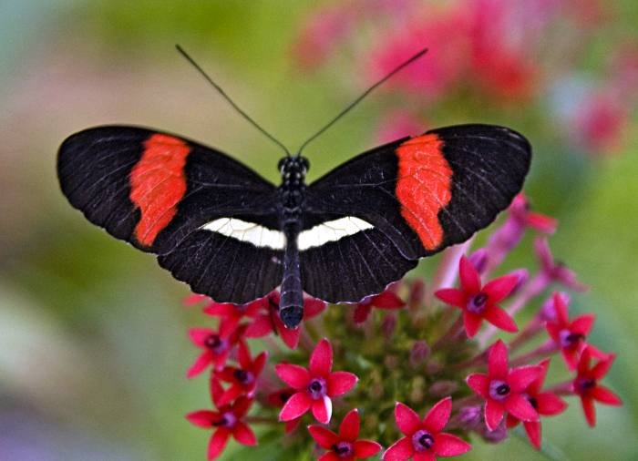 Геликония эрато (Heliconius erato), фото фотография бабочки
