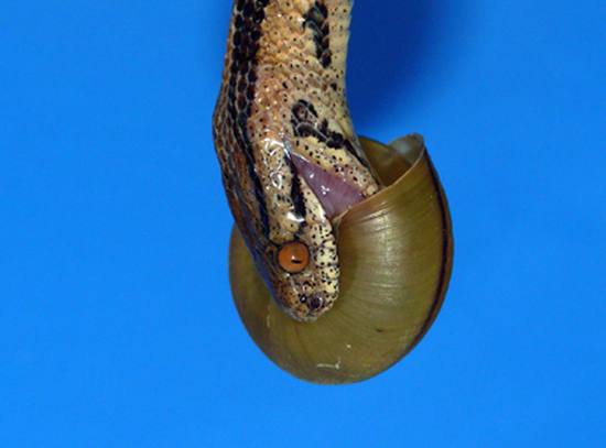 Змея-моллюскоед поедает улитку, фото фотография рептилии