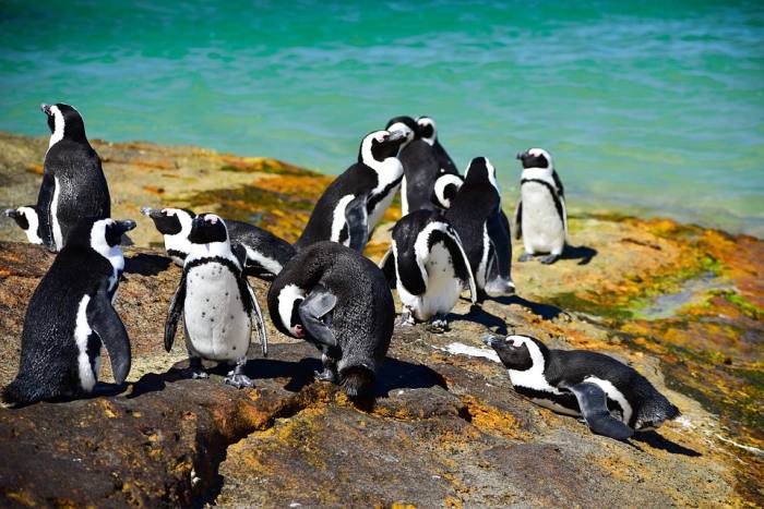 Очковые пингвины (Spheniscus demersus), фото фотография птицы
