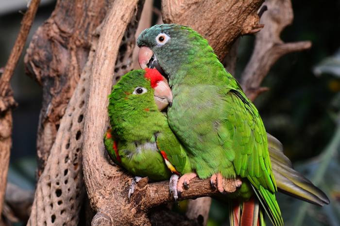 Попугаи амазоны, фото фотография птицы