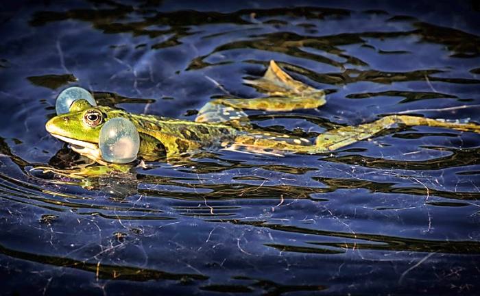 Самец лягушки в воде, фото фотография амфибии