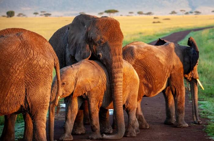 Группа слонов, фото фотография 