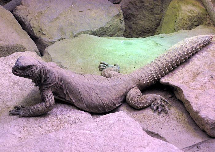Пустынная ящерица (Uromastyx aegyptius), фото фотография рептилии
