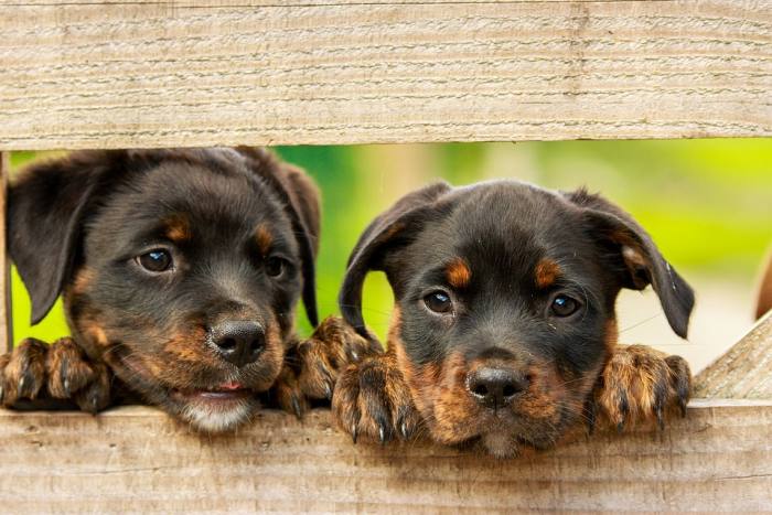 Два любопытных щенка за забором, фото фотография собаки