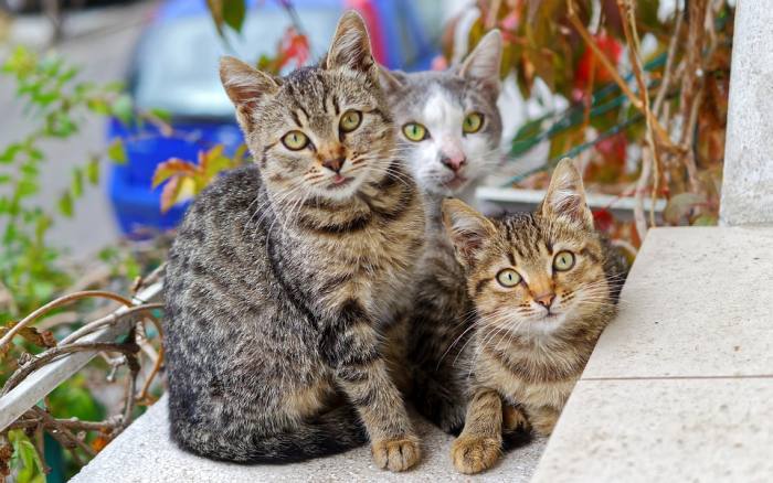 Три кота, фото фотография 
