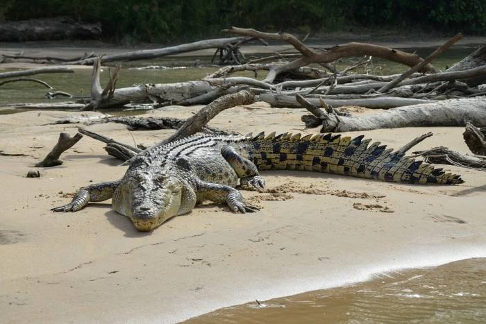 Гребнистый, или морской, крокодил (лат. Crocodylus porosus), фото фотография домашняя рептилии
