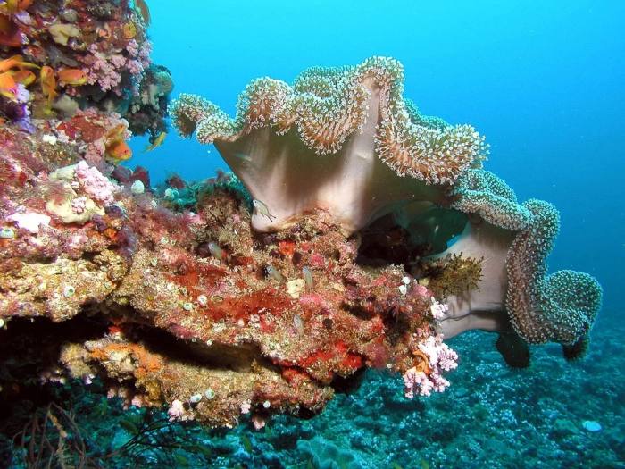 Кораллы на Карибских островах, фото фотография домашняя беспозвоночные