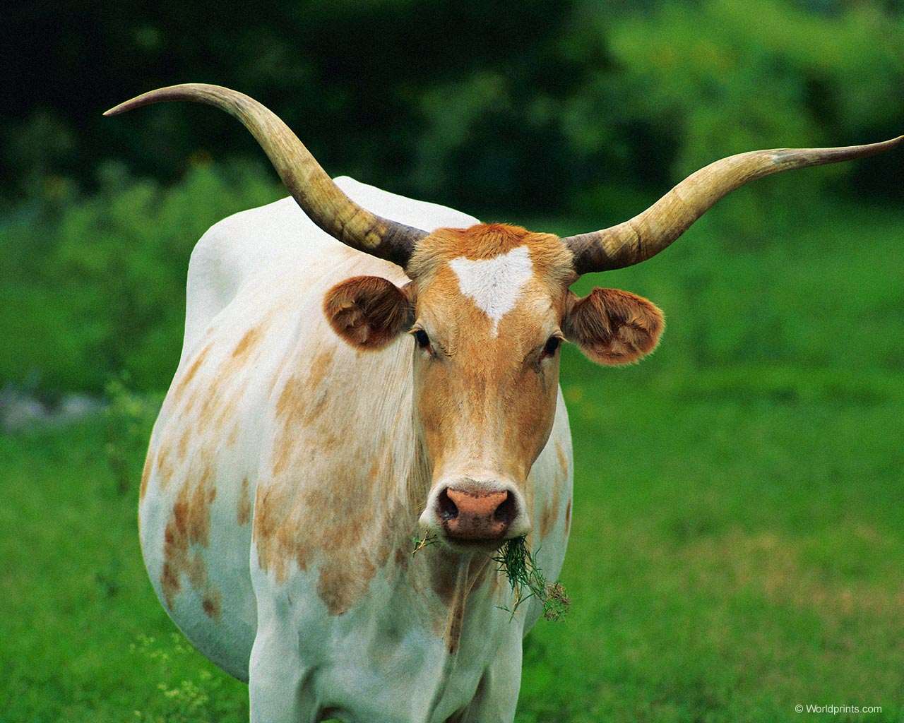 Корова боком фото