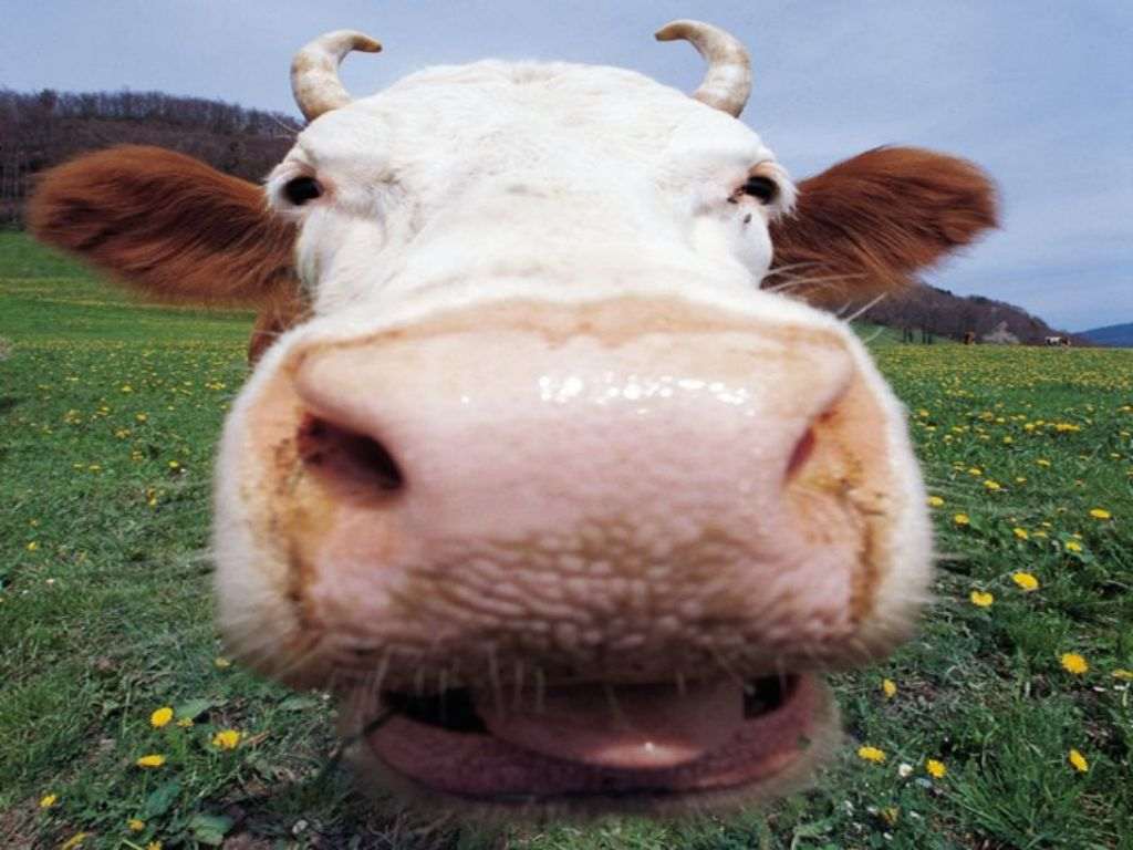 Включи фотографию коровы