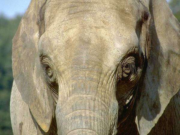 Африканский слон, фотография хоботные фото