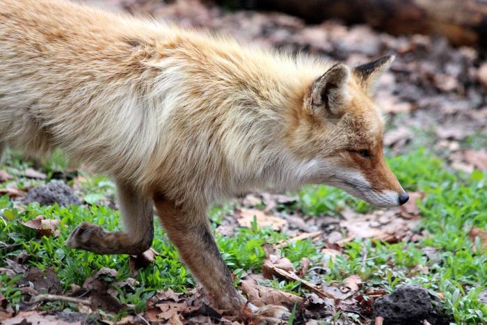 Рыжая лисица, фото фотография хищники