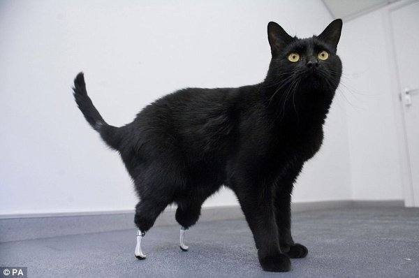 Кошка с протезами, фото фотография 