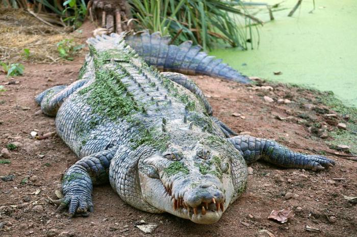 Крокодил, фото фотография рептилии