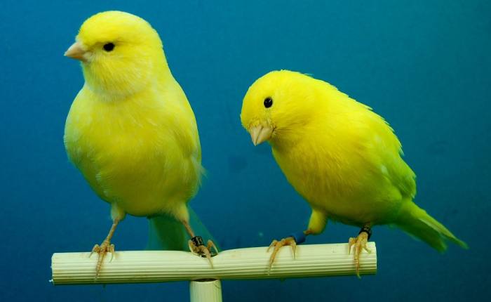 Желтые канарейки, фото фотография птицы