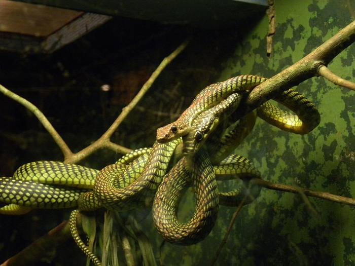 Райская украшенная змея (Chrysopelea paradisi), фото фотография рептилии