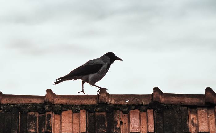 Серая ворона гуляет по крыше, фото фотография птицы