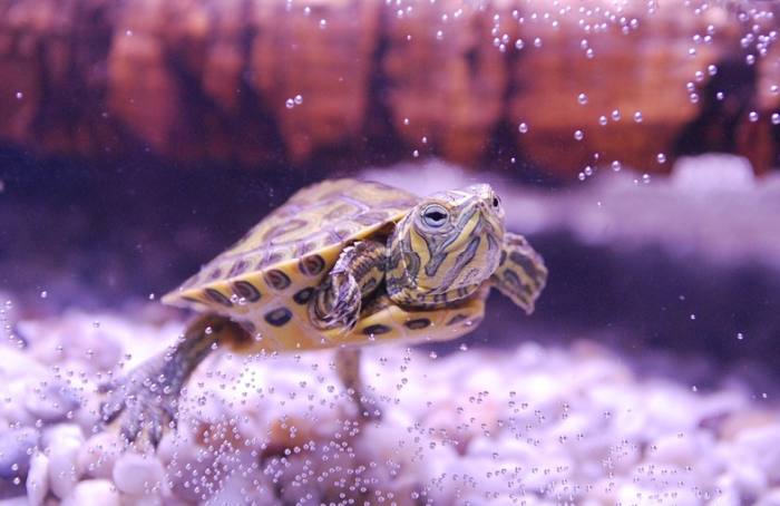 Красноухая черепашка в аквариуме, фото фотография рептилии
