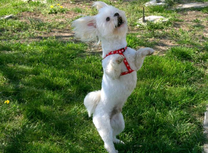 Танцующая собачка, фото фотография 
