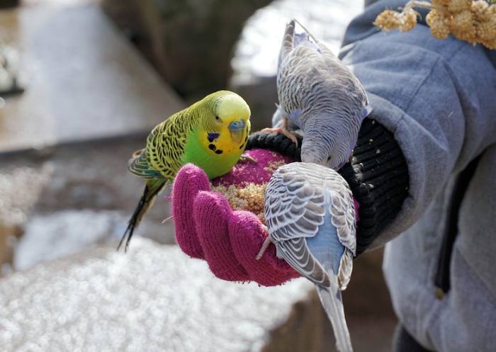 Волнистые попугайчики клюют корм с руки, фото фотография птицы