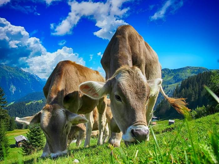 Коровы на пастбище, фото фотография рогатый скот