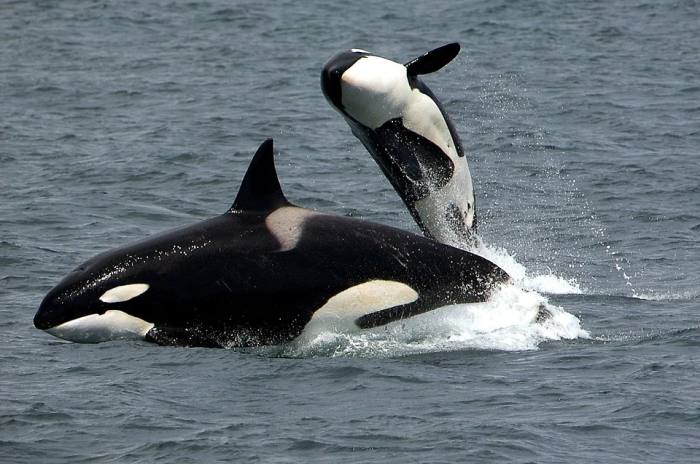 Косатка (лат. Orcinus orca), фото фотография киты
