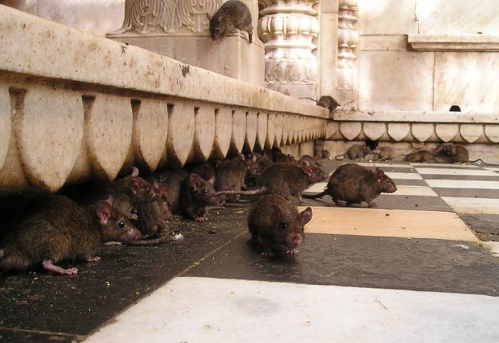 Серые крысы, фото фотография грызуны