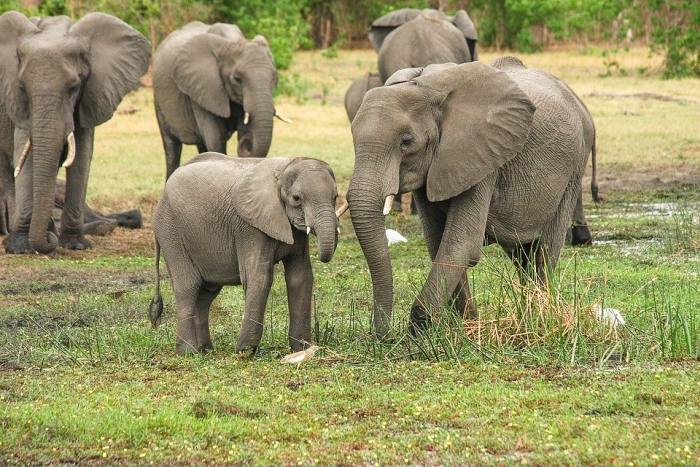 Африканские слоны, фото фотография 