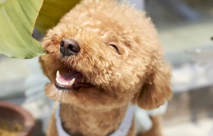 Улыбающийся пудель, фото фотография собаки