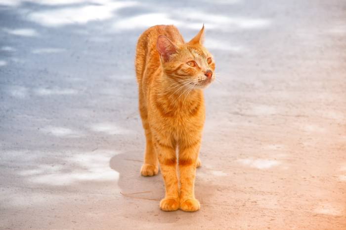 Уличный рыжий кот, фото фотография 