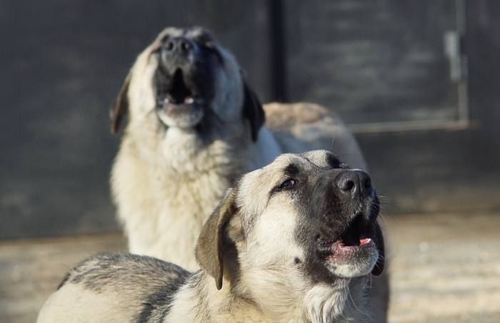 Анатолийские овчарки, фото фотография вымершие собаки