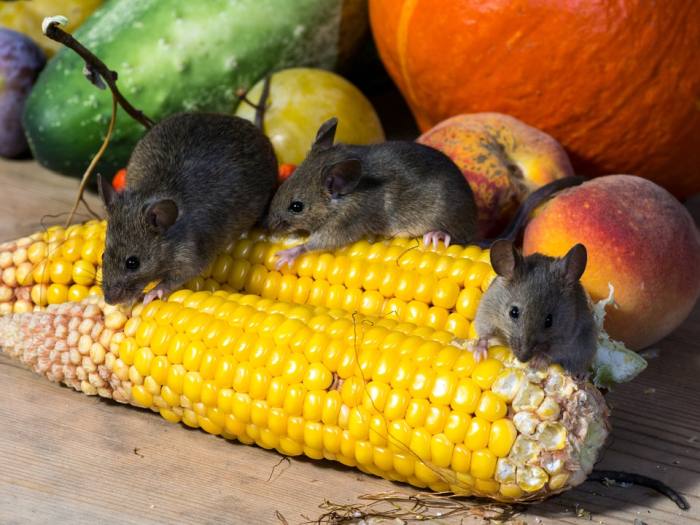 Домовые мыши грызут кукурузу, фото фотография вымершие грызуны