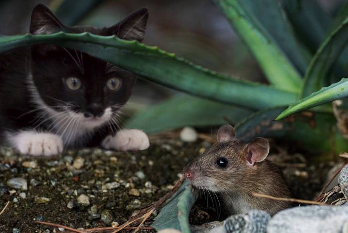 Кошка охотится на мышь, фото фотография 