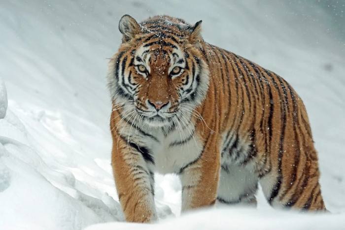Амурский тигр (Panthera tigris altaica), фото фотография хищники