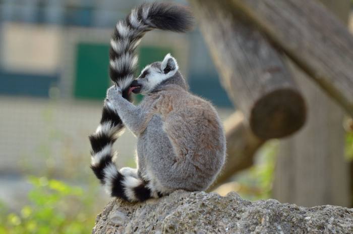 Кольцехвостый, или кошачий, лемур, катта (Lemur catta), фото фотография приматы