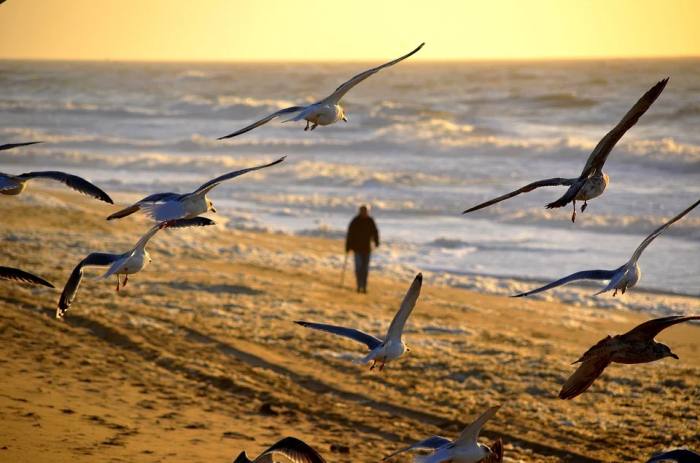 Чайки летают на пляже, фото фотография птицы