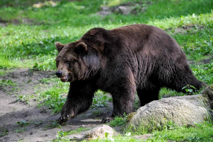 Бурый медведь (Ursus arctos), фото фотография хищники