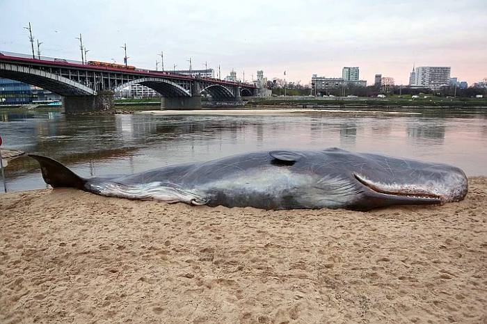 Мертвый кит на берегу, фото фотография морские млекопитающие