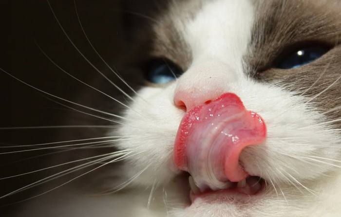 Язык кошки, фото фотография питомцы