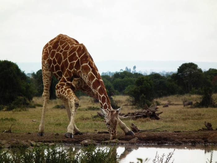 Жираф у водопоя, фото фотография парнокопытные