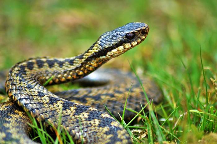 Обыкновенная гадюка (лат. Vipera berus), фото фотография змеи