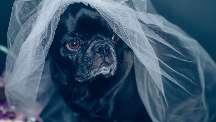 Черный мопс в свадебной фате, фото фотография собаки