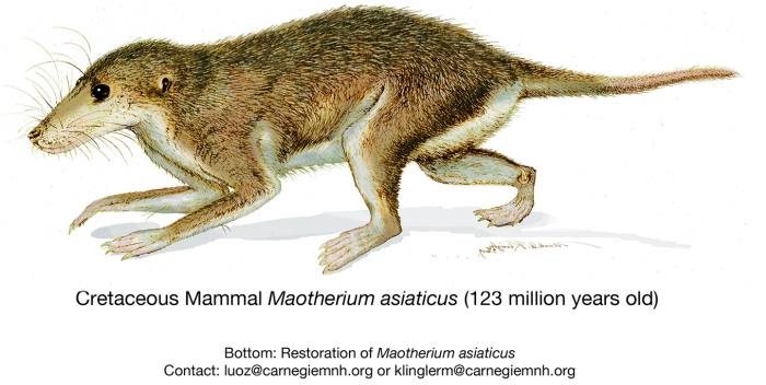 Maotherium asiaticus, реконструкция, рисунок картинка, вымершие млекопитающие