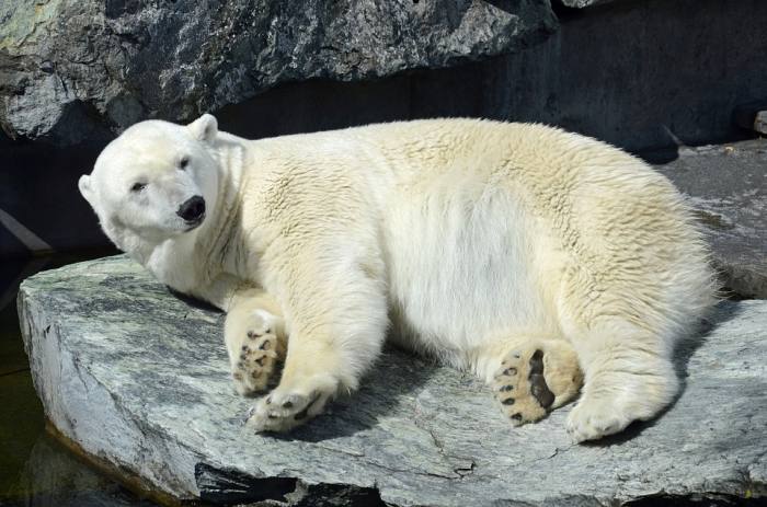 Белый, или полярный, медведь, фото фотография хищники