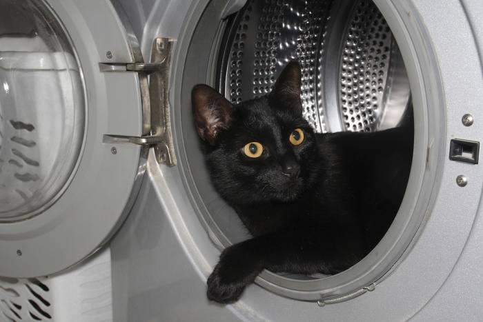 Кошка в стиральной машинке, фото фотография питомцы