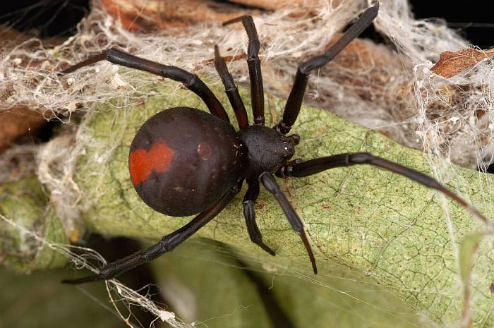 Австралийская вдова (Latrodectus hasselti), фото фотография пауки