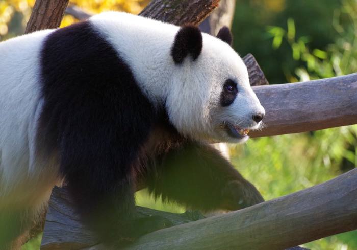 Большая, или гигантская. панда, фото фотография хищники