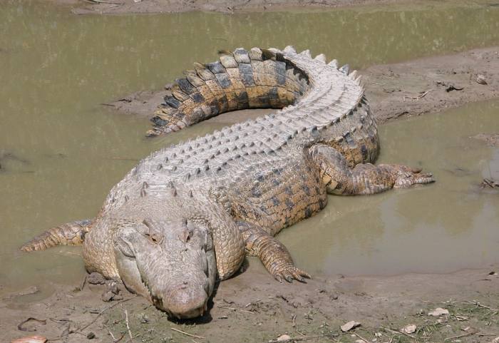 Гребнистый крокодил (лат. Crocodylus porosus), фото фотография рептилии