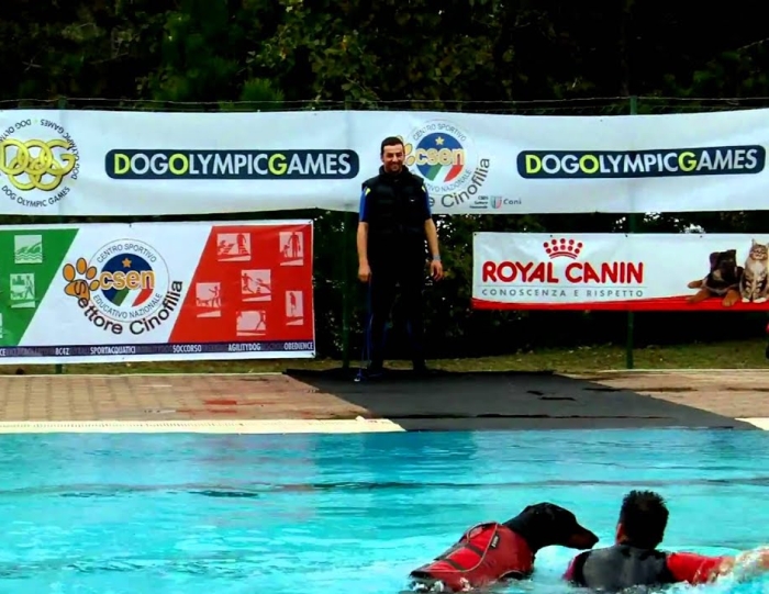 Соревнования по плаванию, Dog Olympic Games, фото фотография собаки